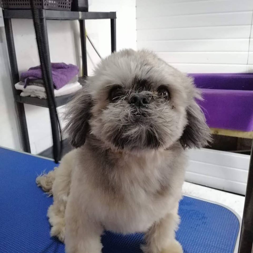 NEW DOG CAFE OPEN IN WIRRAL!