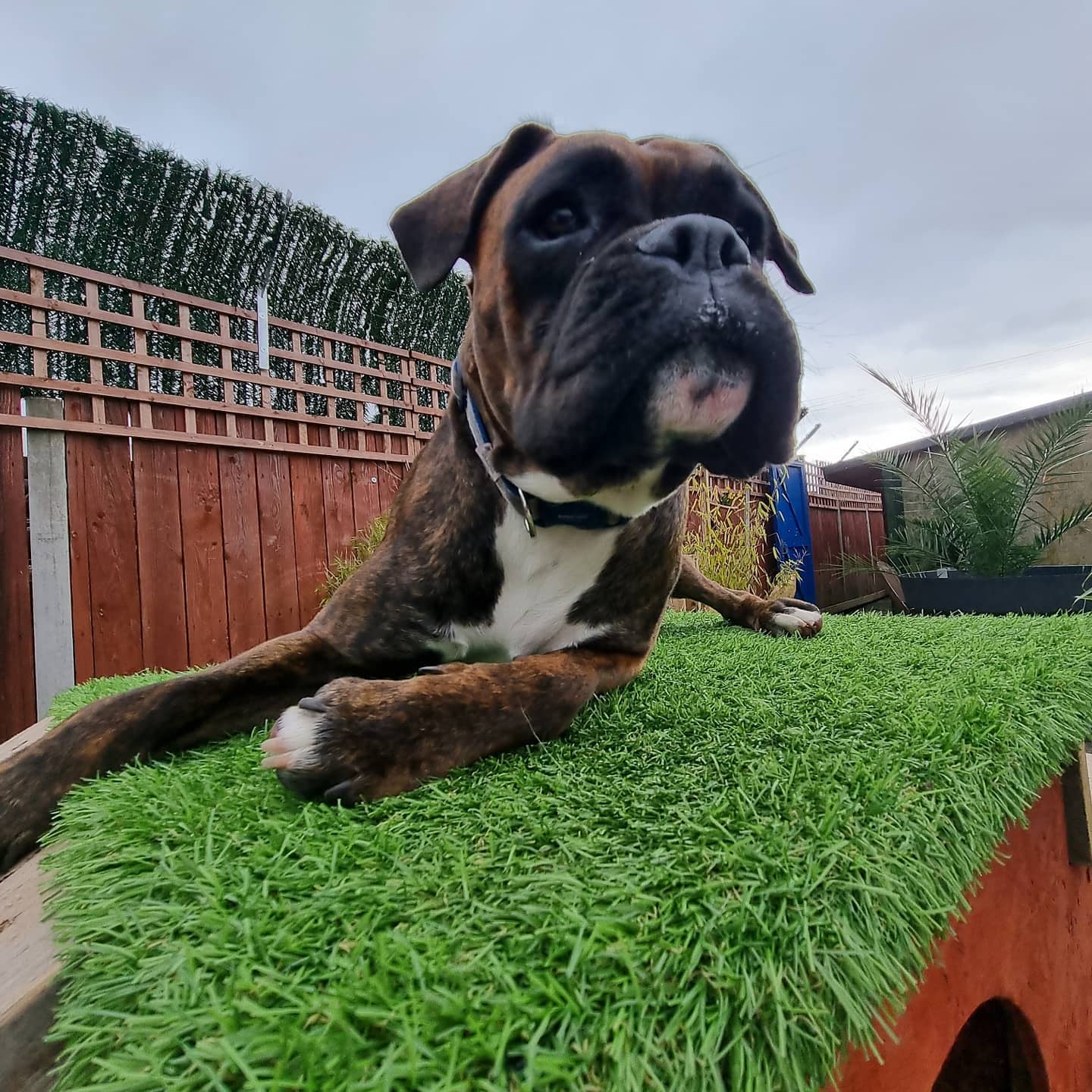 MERSEYSIDE'S FIRST URBAN DOG PARK OPENS IN BIRKENHEAD!