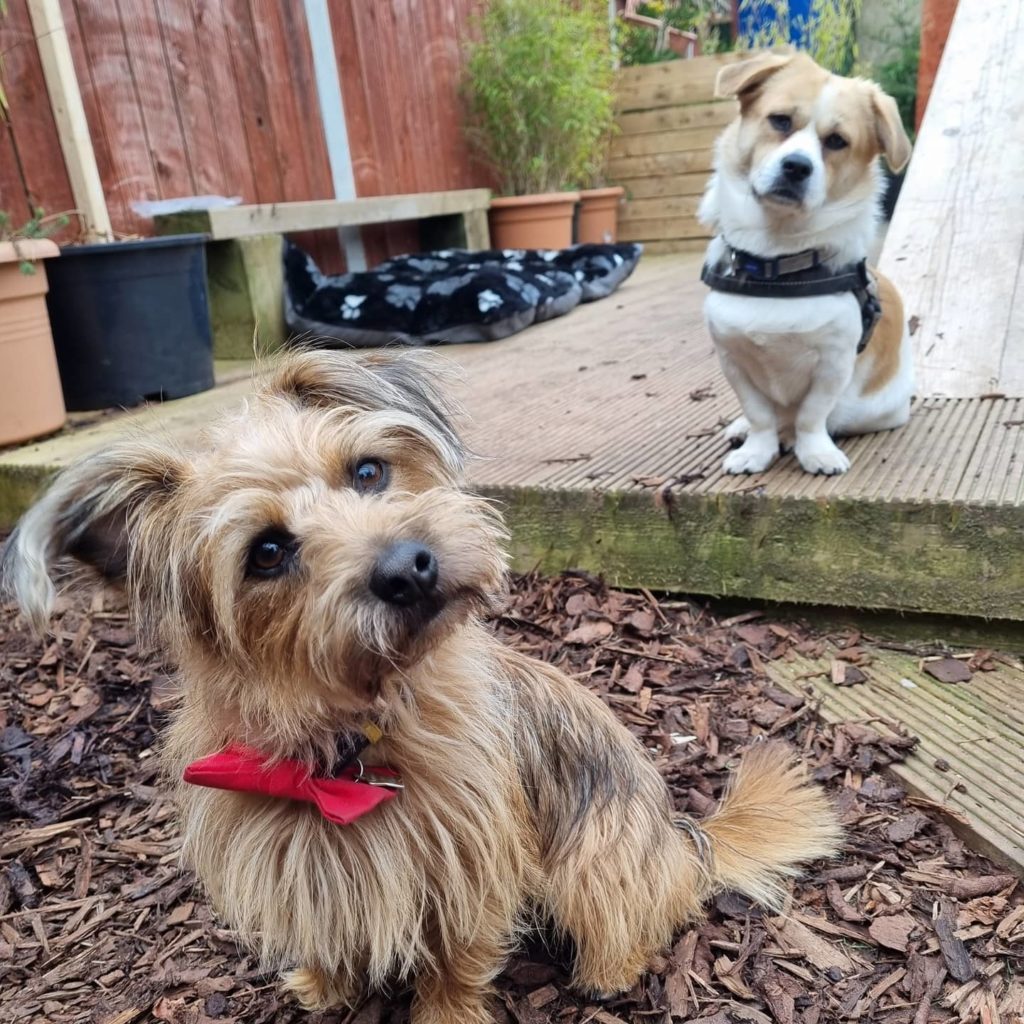 MERSEYSIDE'S FIRST URBAN DOG PARK OPENS IN BIRKENHEAD!