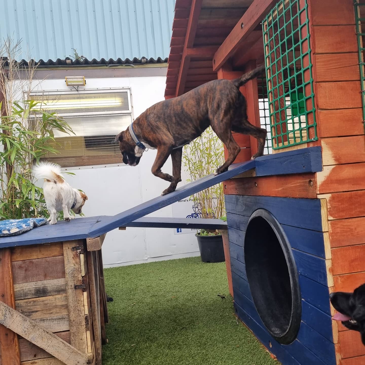 MERSEYSIDE'S FIRST URBAN DOG PARK OPENS IN BIRKENHEAD!