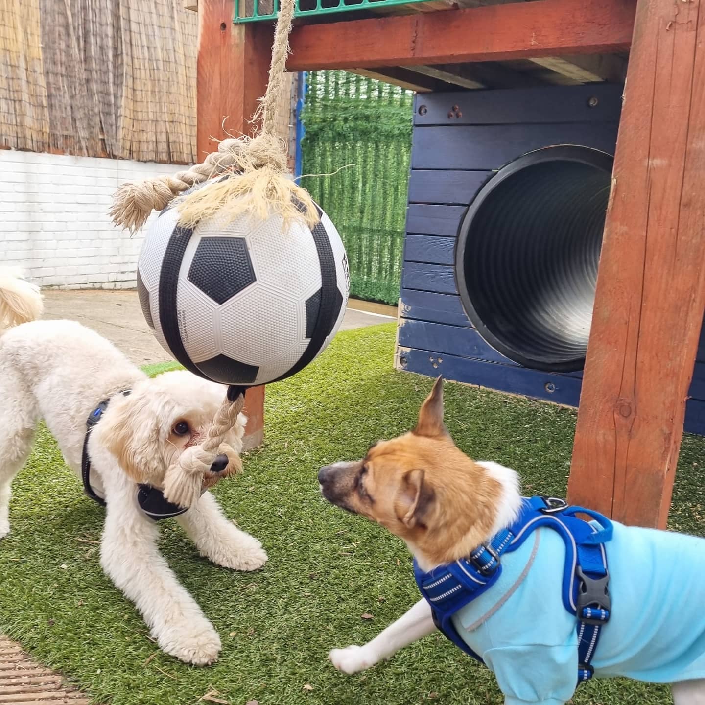 MERSEYSIDE'S FIRST URBAN DOG PARK OPENS IN BIRKENHEAD!