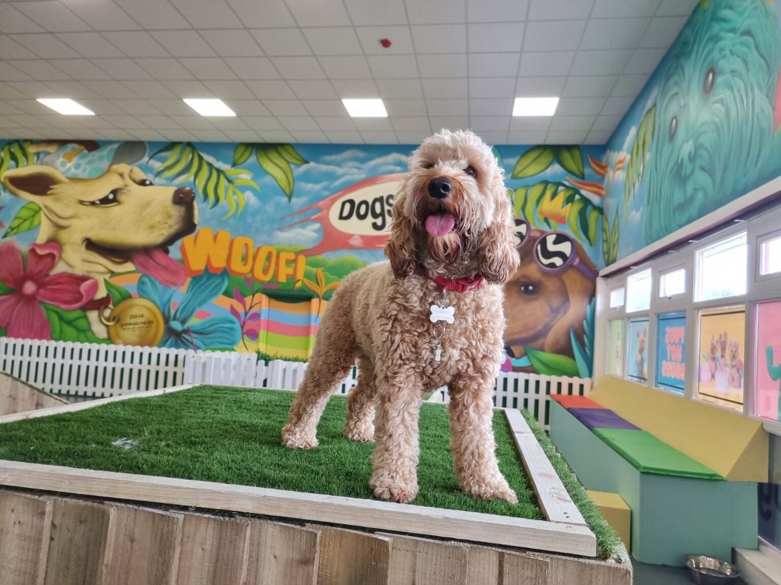 FIRST OF ITS KIND DOG SOCIAL CLUB OPENS IN WIRRAL! La Vida Liverpool